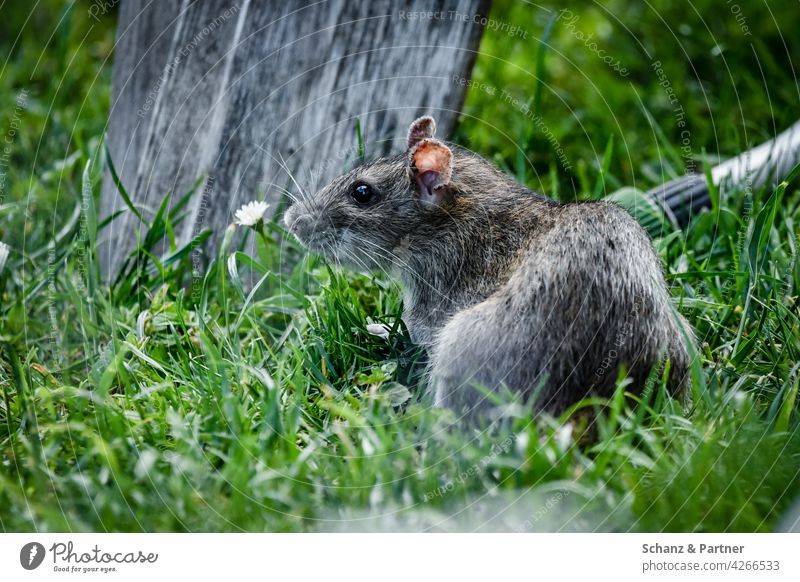 Wanderratte im Garten Ratte Ratten Gras Wiese Rasen Schädling Plage Nagetier grün Natur Außenaufnahme