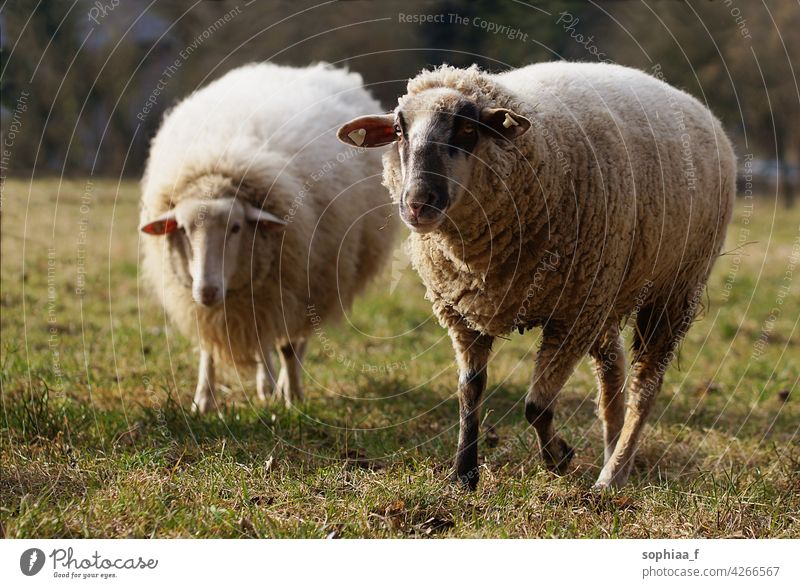 zwei Schafe auf der Weide schauen in die Kamera Wolle Wiese Feld Merino Bauernhof Ackerbau neugierig weiß Wollproduktion Gras rennen züchten Zweckbindung