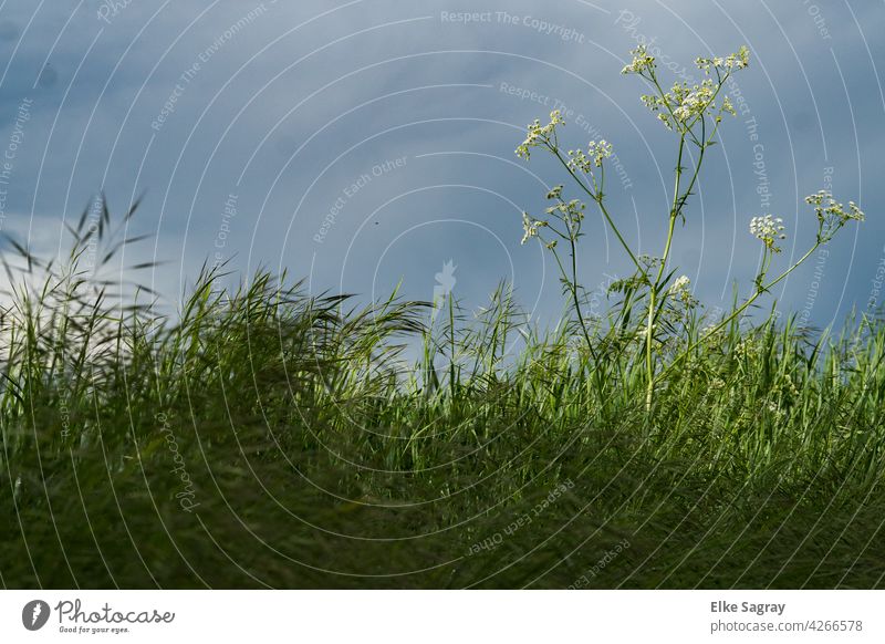 wilde Möhre im Vordergrund , weites Feld Himmel Sommer Natur grün Landwirtschaft Umwelt Wolken Farbfoto Pflanze Schönes Wetter