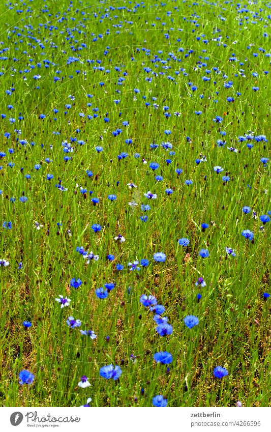 Wiese mit Kornblumen acker blau blaue blume feld frühjahr frühling kornblume lichtung natur romantik romantisch sommer wachstum wiese wild wildwiese zyane