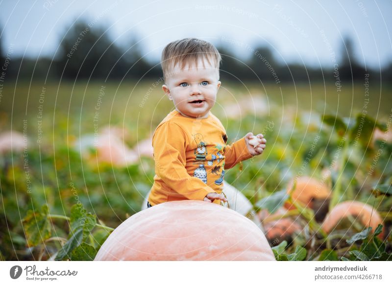 Kleiner Junge hat Spaß auf einer Tour durch eine Kürbisfarm im Herbst. Kind in der Nähe von riesigen Kürbis. Kürbis ist traditionelles Gemüse auf amerikanische Feiertage verwendet - Halloween und Thanksgiving Day.