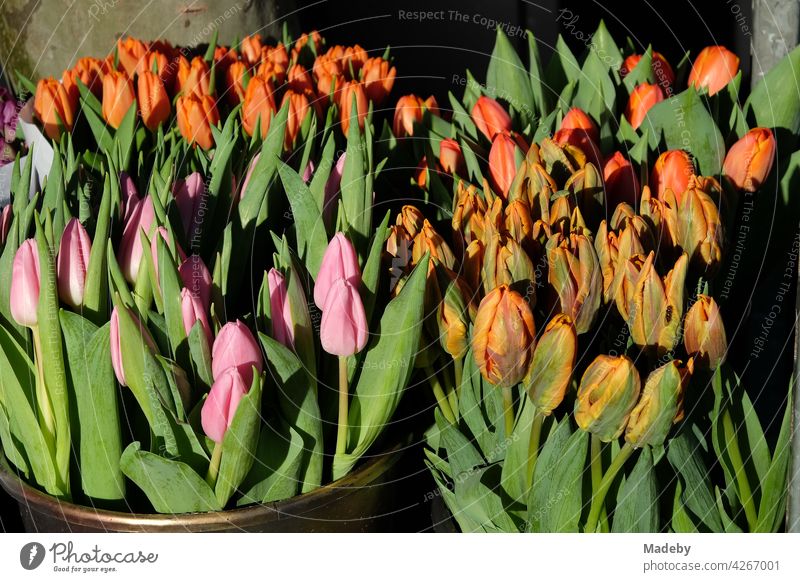Tulpen mit grünen Blättern im Sonnenschein auf dem Wochenmarkt an der Konstablerwache in Frankfurt am Main in Hessen Blume Bläte Tulipa Pflanze Gattung