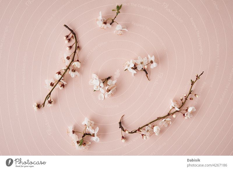 Blühender Baumzweig auf rosa Hintergrund Pflanze Blume Überstrahlung Ast sehr wenige Szene Schönheit Design Blätter Pastell Transparente Mode Raum kreativ hell
