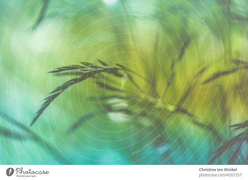 Gräser im Wind Bewegung Natur Gras Wiese Pflanze grün abstrakt Hintergrundbild Frühling Sommer Unschärfe gelb blau schön Bewegungsunschärfe