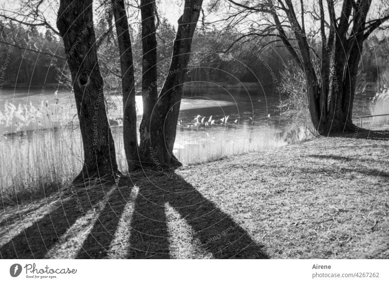 gebündelte Bäume Baum Baumstamm Schatten Schattenwurf Schlagschatten Ufer Seeufer Schilf Winter Eis zugefroren Sonnenlicht schönes Wetter Gegenlicht Stille