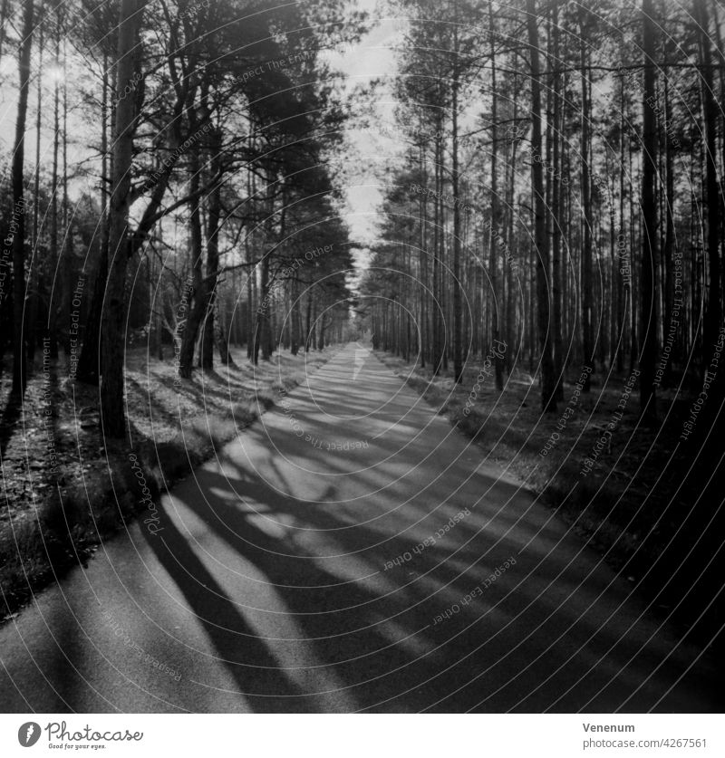 Radweg im Wald, Lomografie-Fotografie, analoges Mittelformat Weg Licht Schatten Baum Bäume Saison Deutschland Nachmittag Fahrradweg Fahrradfahren Freizeitsport