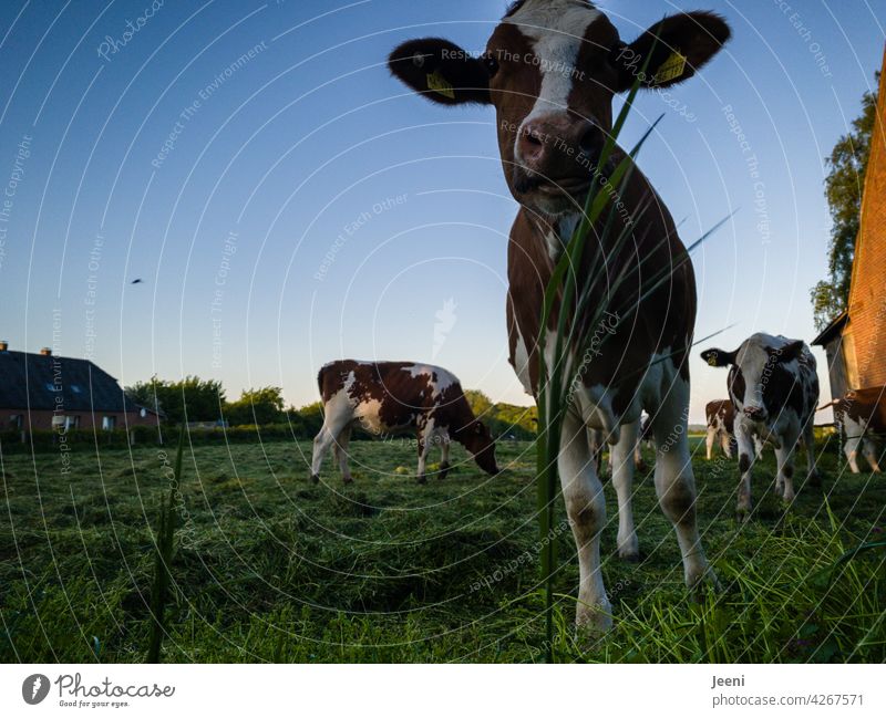 Neugierige Kuh neugierig Neugierde beobachten Blick Porträt Weide Idylle idyllisch Dorf Dorfidylle Tier Wiese Nutztier Landwirtschaft Tierporträt Rind Landleben