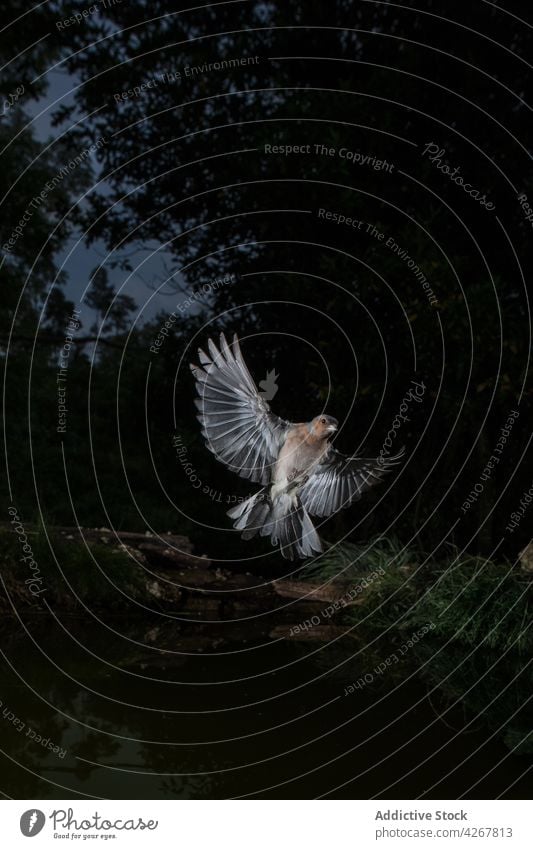 Grauer Vogel mit ausgebreiteten Flügeln in dunklem Wald Natur Nacht Vogelbeobachtung Fliege schweben Fauna Aufstrich Dunkelheit Tierwelt Ornithologie Lebensraum
