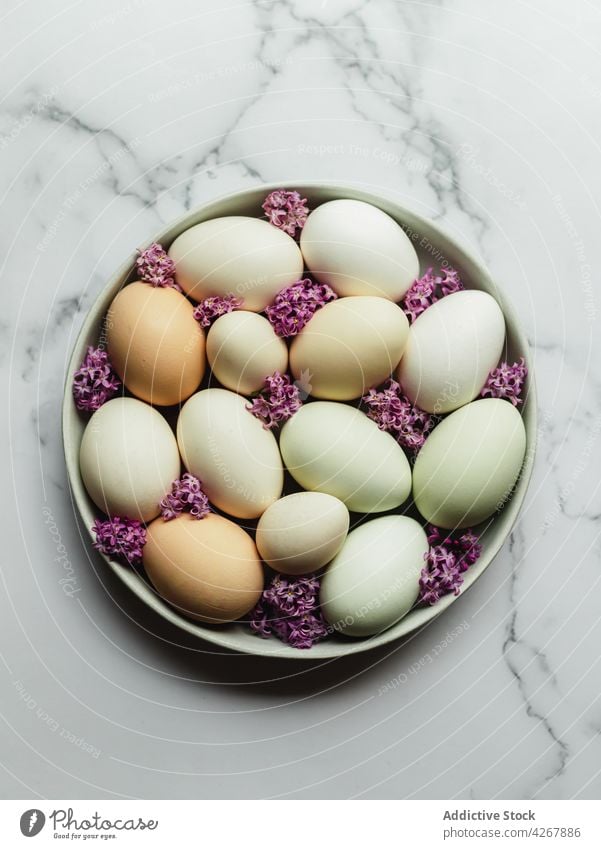 Eier auf Teller mit blühenden Lavendelblüten Hähnchen Blume Protein natürlich organisch Produkt roh Bestandteil Aroma frisch Pflanze Blütezeit Eierschale