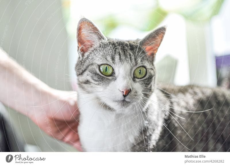 Katze mit großen grünen Augen wird gestreichelt Tier Haustier Kraulen klein Fell Schnurrhaar Kätzchen Kopf Selektiver Fokus Unschärfe bester Freund gemütlich