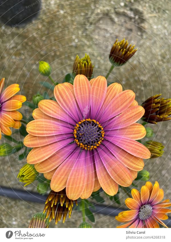 Eine orange-magentafarbene Kapmargerite in Blüte Nahaufnahme Gänseblümchen Blume Überstrahlung hell bunt Makro Natur geblümt grün Flora Hintergrund Sonnenschein