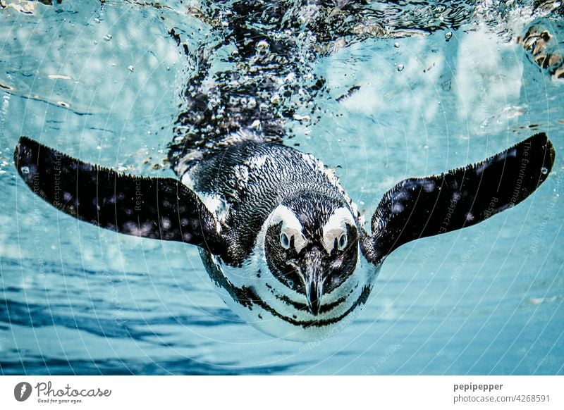 Humboldt-Pinguin im Wasser Tier Zoo Schwimmen & Baden Farbfoto Aquarium tauchen 1 Tierporträt Unterwasseraufnahme Wildtier blau Meer Natur Menschenleer exotisch