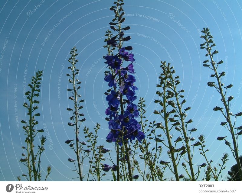 Unter blauem Himmel violett Pflanze Blume Natur