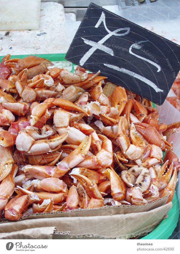 Krebsscheren 7,-€ Krabbe Ernährung frisch Krebstier Markt
