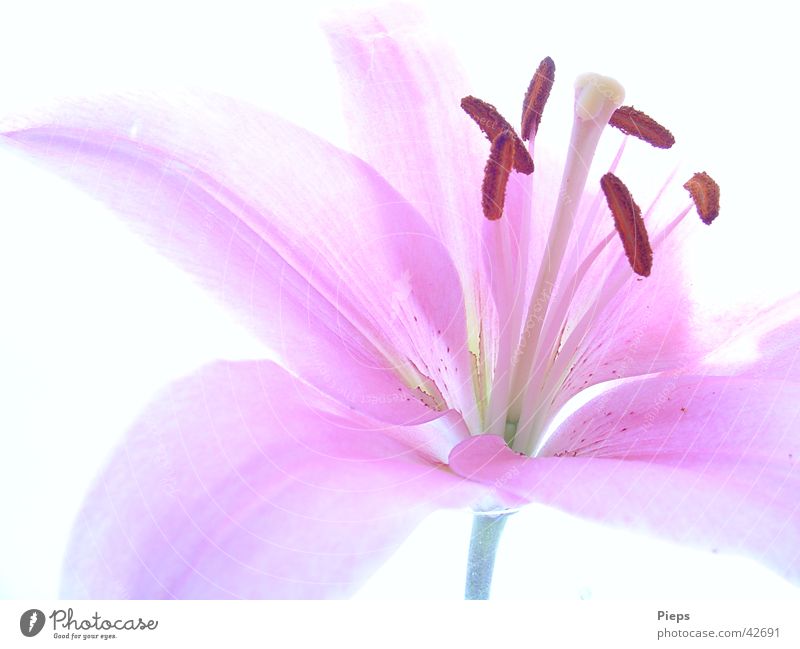 Rosa Lilienblüte Farbfoto Innenaufnahme Nahaufnahme Hintergrund neutral schön Sommer Natur Pflanze Blume Blüte Blühend frisch rosa Glück Vergänglichkeit zart