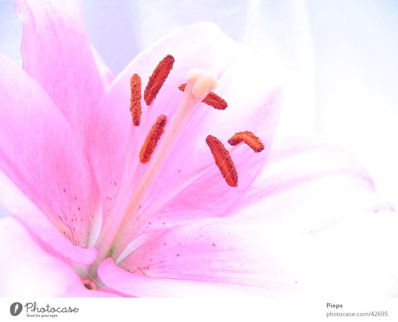 Rosa Lilienblüte (2) Farbfoto Innenaufnahme Textfreiraum rechts Tag Sommer Pflanze Blume Blüte Blühend frisch rosa Vergänglichkeit zart Garten Blütenblatt