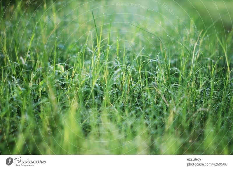 Frisches Gras mit Tautropfen Morgen grün Natur Hintergrund Tropfen Wasser Nahaufnahme Frühling Wachstum Wiese Licht Sonne Feld Umwelt frisch natürlich Sommer