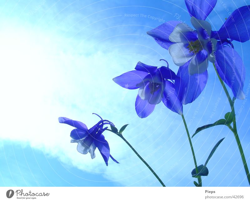 Drillinge Farbfoto Außenaufnahme Textfreiraum links Sommer Garten Himmel Frühling Blume Blüte Blühend blau Frühlingsgefühle Vergänglichkeit 3 Akelei flower Tag