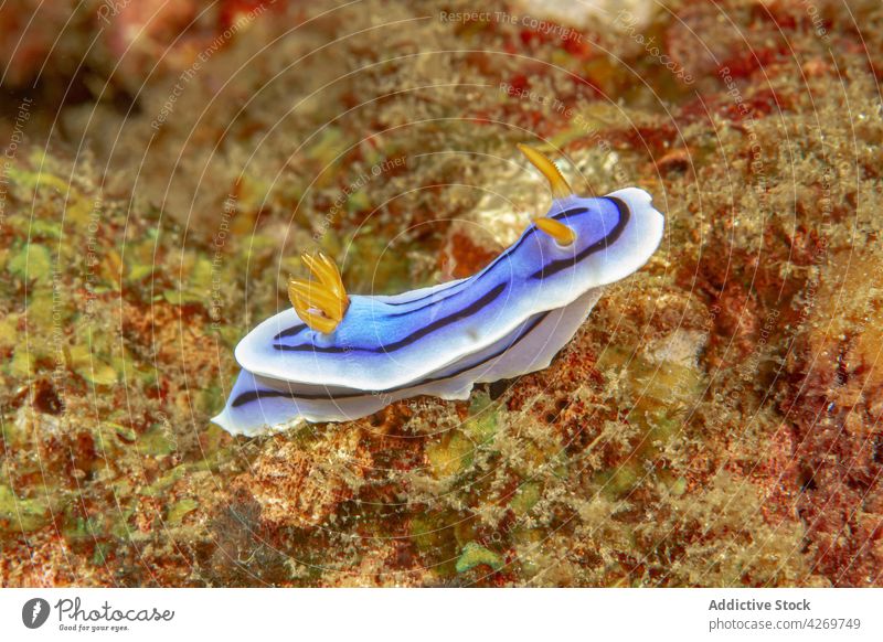 Bunte Nacktschnecke, die auf einem Riff im Meerwasser krabbelt Weichtier Korallen MEER Cromodoris willani blau Fauna unter Wasser Gastropode marin Lebensraum