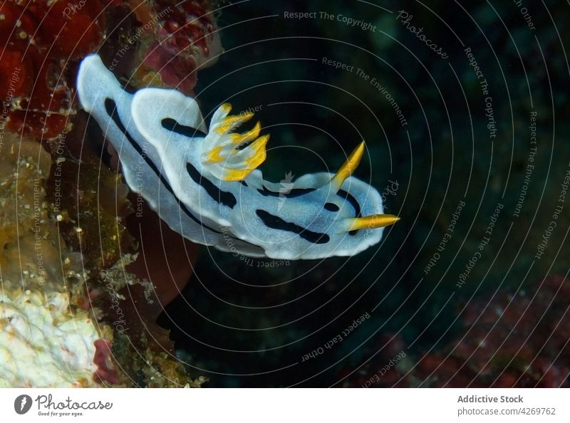 Durchsichtige Nacktschnecke, die auf dem Meeresboden kriecht Weichtier Nashornpferd Bargeld weiß Korallen krabbeln durchscheinend unterseeisch Fauna Meerwasser