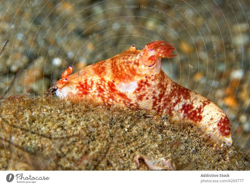 Orangefarbene Nacktschnecke auf natürlichem Riff sitzend Weichtier Gastropode orange unterseeisch Lebensraum Wegschnecke marin Fauna Kreatur reffen Ökosystem