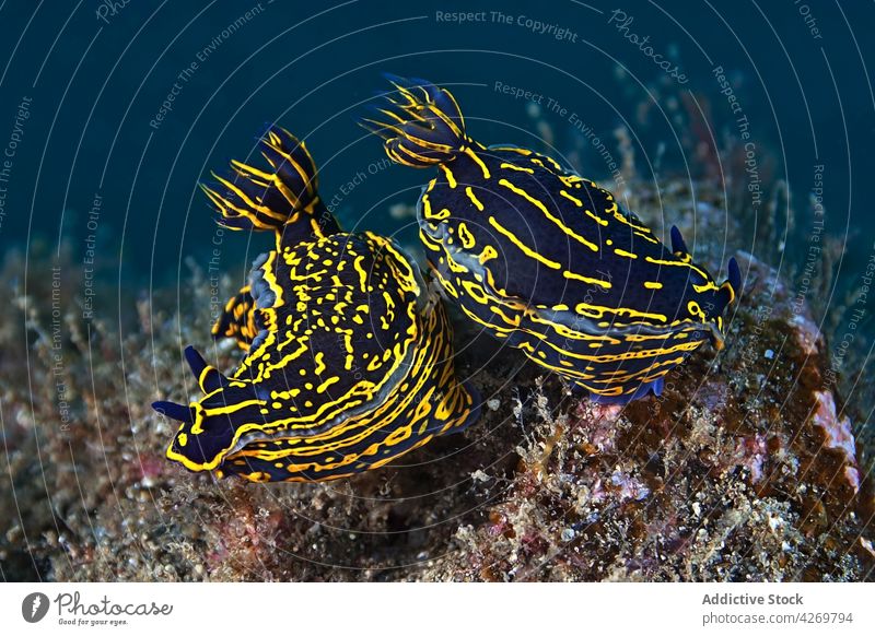 Meeresschnecken mit Kiemen schwimmen in reinem Wasser Weichtier Nacktschnecke Tier Gastropode Fauna marin unter Wasser exotisch Fleischfresser tropisch Ornament