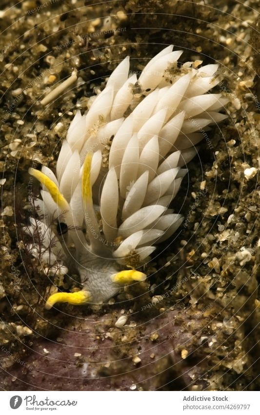 Meeresschnecke auf dem Grund in reinem Wasser Nacktschnecke Weichtier Fauna unter Wasser Tier Fleischfresser Raubtier Lebensraum Tentakel natürlich Gastropode