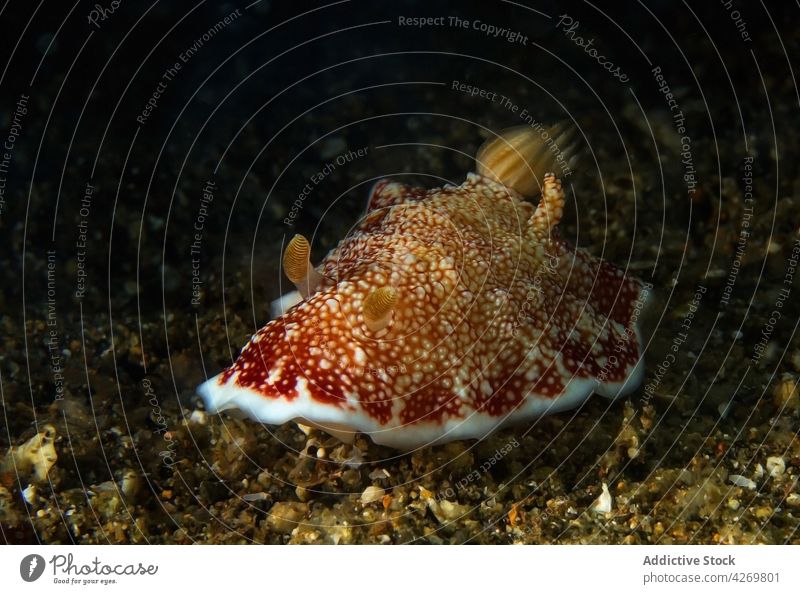 Nacktschnecke auf rauem Grund im Meerwasser Weichtier Tier Fauna Gastropode Fleischfresser aqua MEER Lebensraum Ornament Meeresschnecke Raubtier unter Wasser