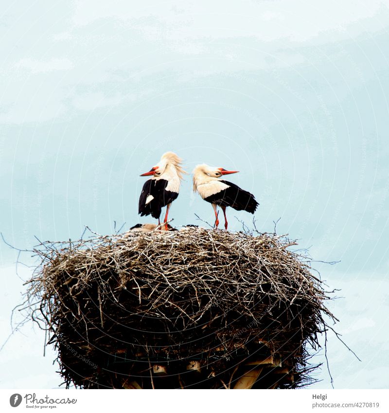 freudige Begrüßung - zwei Störche stehen im Nest und begrüßen sich durch freudiges Klappern Storch Weißstorch Paar Horst Storchennest Frühling Tier Vogel