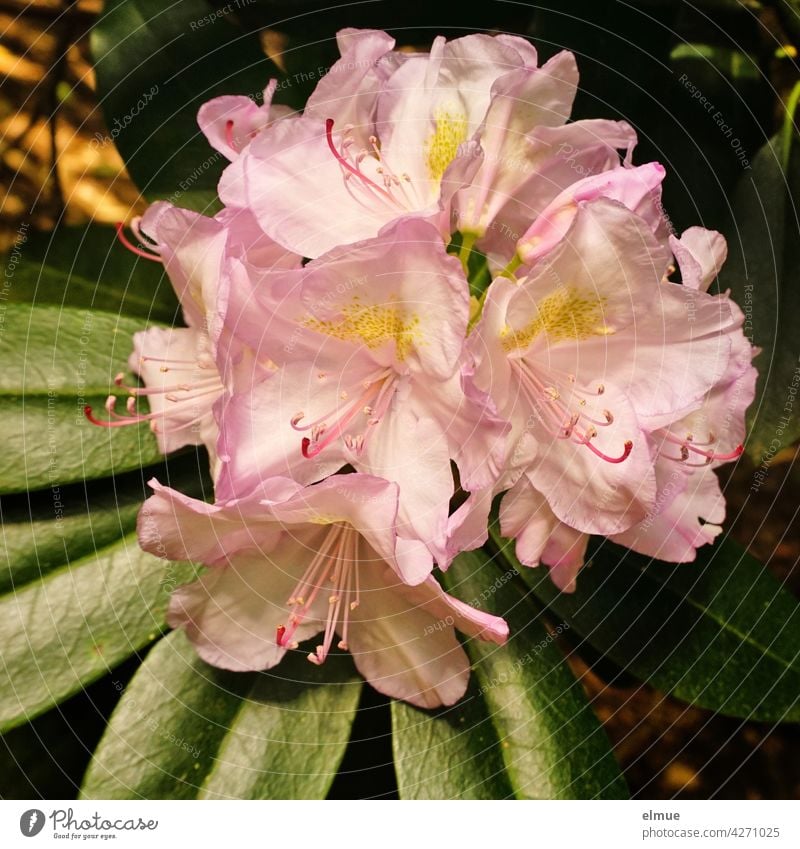 Rosa Rhododendronblüten mit Blättern / Alpenrose / Frühsommer Blüte bienenfreundlich Blattwerk Busch blühen Heidekrautgewächs Rhododendreae Blütezeit Samenstand