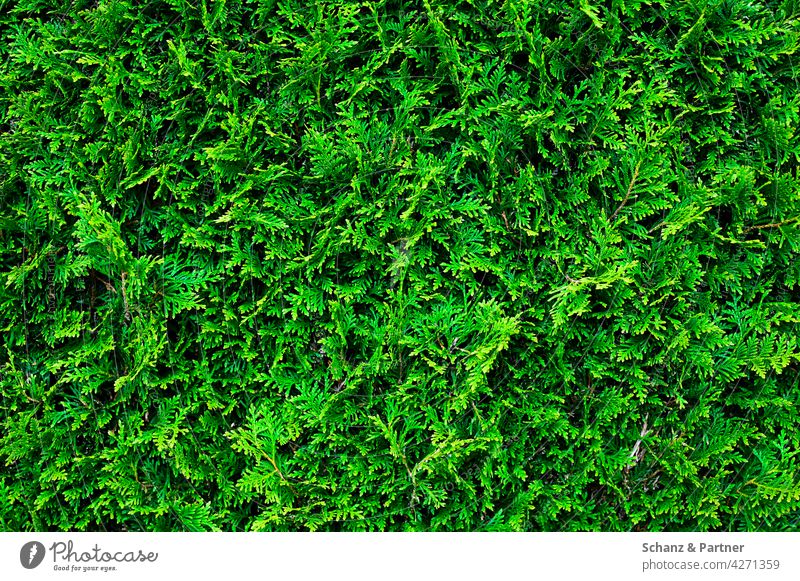Zypresse Hecke Grundstück Textur grün trautes Heim Heimat Dorfidylle Natur Pflanze Eigenheim Garten Außenaufnahme Park