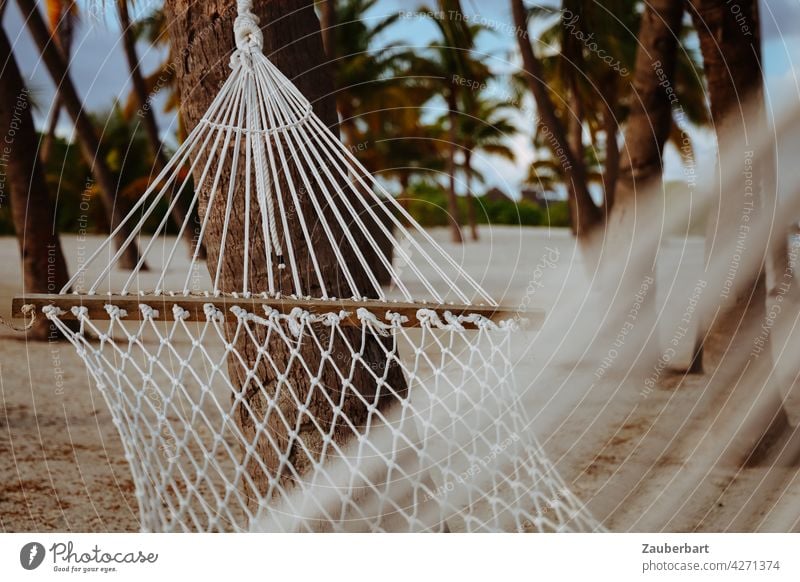 Hängematte hängt an Palmen an einem Strand auf den Malediven Entspannung entspannen chillen Urlaub Erholung Sommer Ferien & Urlaub & Reisen Außenaufnahme