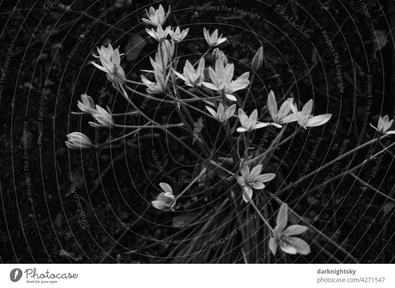 Sternmiere, Stellaria, Blume im Wald Sternmieren graustufen Blumen Blüten sternförmige weiße helle Unschärfe Nahaufnahme Blühend natürlich Natur Frühling