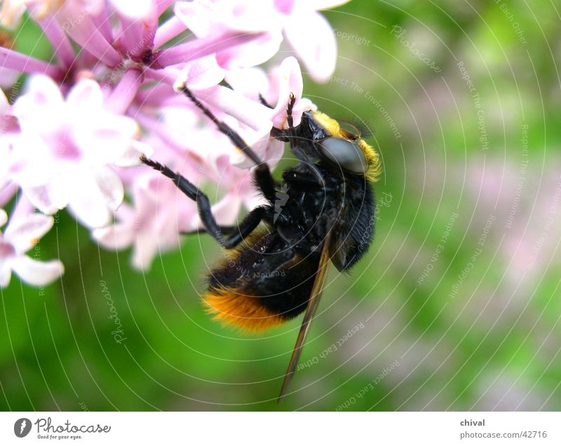 Hummel Biene Blüte Blume Ernährung bestäben Lebensmittel Auge Flügel Sauger