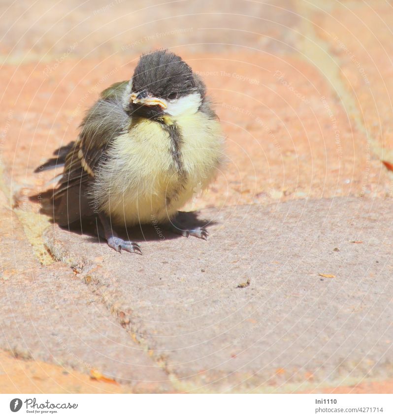 junge Kohlmeise schaut nach "Essen auf Flügeln" Vogelart Meisenart Jungvogel Junges unbeholfen Küken Federbällchen Fütterung trotzig winzig Pflastersteine