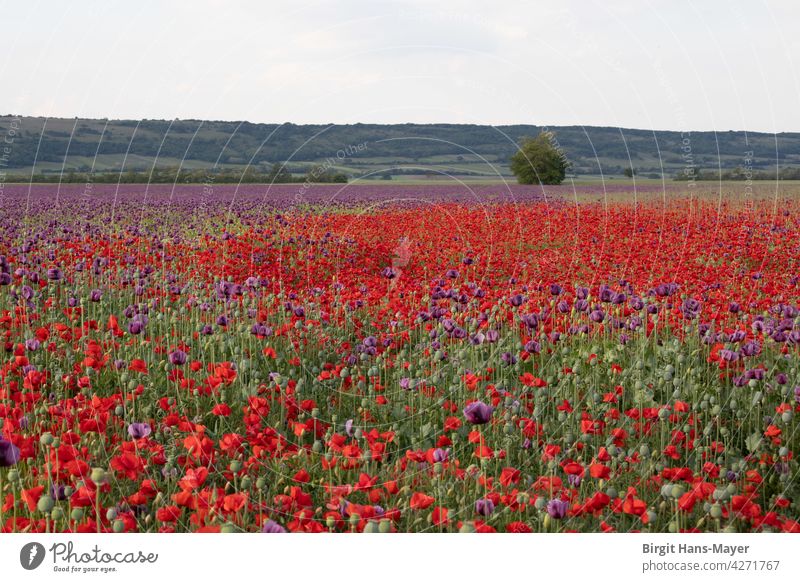Mohnfeld mohnblumen blühendes Feld Naturliebe rote Blumen Landwirtschaft Landschaft Sommerlandschaft