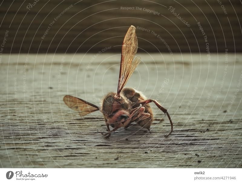 Der Weg allen Lebens Hornisse tot Insekt Insektentod Nahaufnahme sterben Ende Insektensterben Vergänglichkeit Totes Tier Fensterbrett traurig Flügel aufrecht