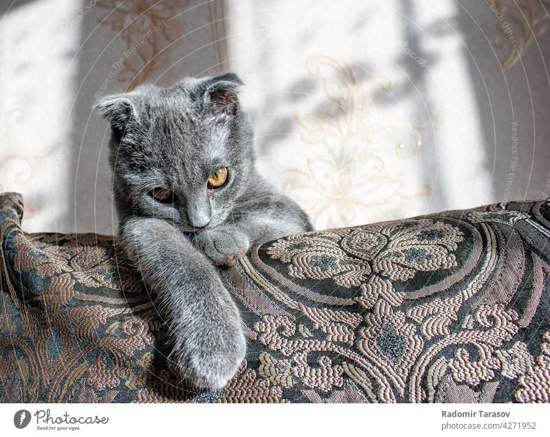 Schopfohrige graue Katze auf dem Sofa liegend niedlich Haustier Fell Hängeohr Reinrassig klein fluffig Tier Porträt Auge Schottisch schön heimisch Gesicht