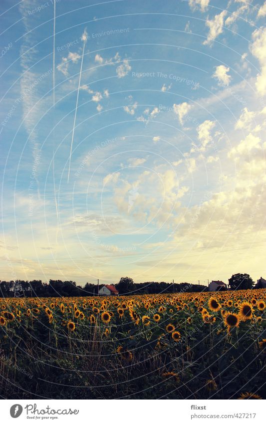 Vive la France Landschaft Himmel Sommer Schönes Wetter Zufriedenheit Sonnenblume Feld Frankreich Farbfoto Außenaufnahme Textfreiraum unten Tag