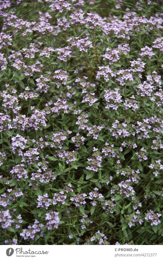 Blühender Thymian Römischer Quendel Kuttelkraut Gartenthymian Gewürz Kräuter Blüten Gewürzpflanze Frühling grün Lavendelblau mediumpurple