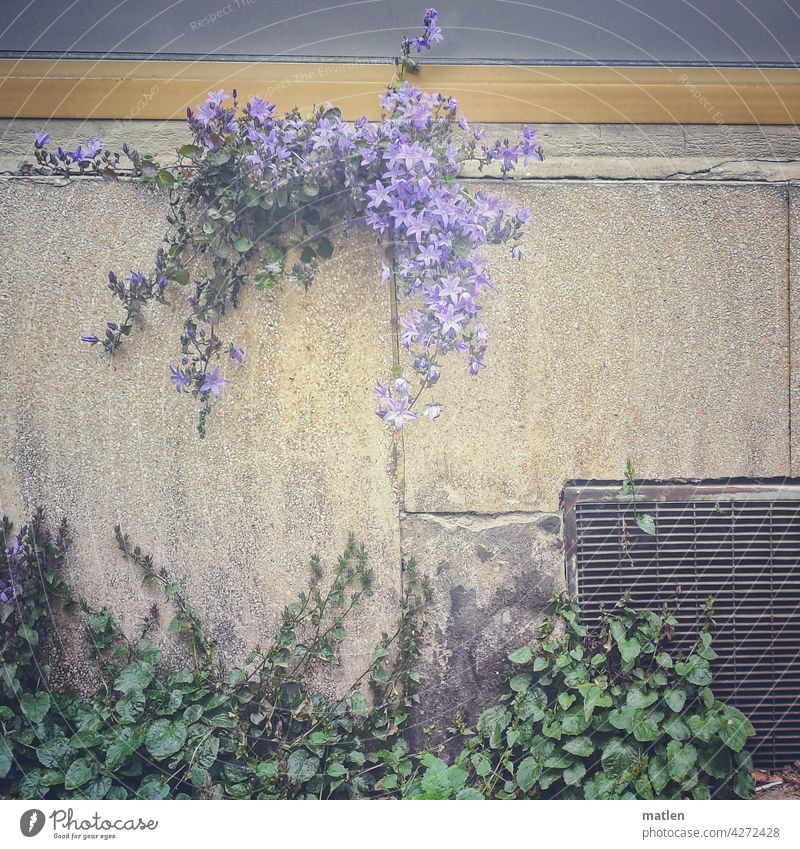 Überlebenskünstler Mauer Glockenblume Blume Natur Blühend Außenaufnahme Farbfoto