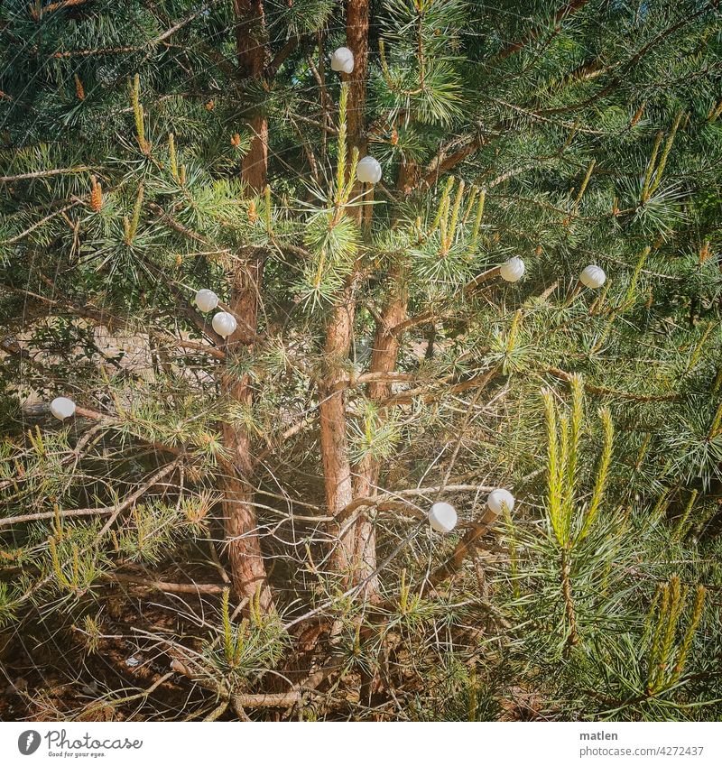 Eierbaum Kiefer Wald Eierschalen aufgehängt grün Nadelwald Baum Natur Ast Frühling Wunder