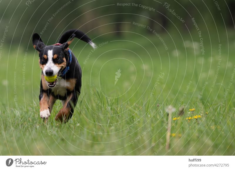 ein junger Hund rennt über eine Wiese Hundeblick Tierporträt Hundeschnauze Blick grün warten Hundekopf Tiergesicht Fell Hundeauge Haushund Schnauze Nase