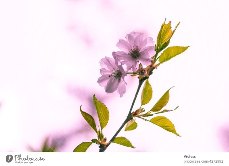 Frühlingskirsche natürlich rosa Blüte Blütenblätter Hanami Sakura Frühlingsgefühl sonnig farbenfroh Frühlingstag sonniger Frühlingstag blühend Kirschblütenfest