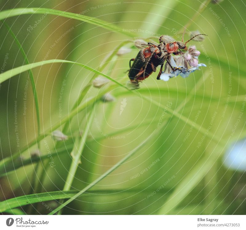 Cantharis Rustika bei der Käferliebe käfer Insekt catharisrustika Nahaufnahme Natur Marienkäfer Fortpflanzung rot grün Frühling