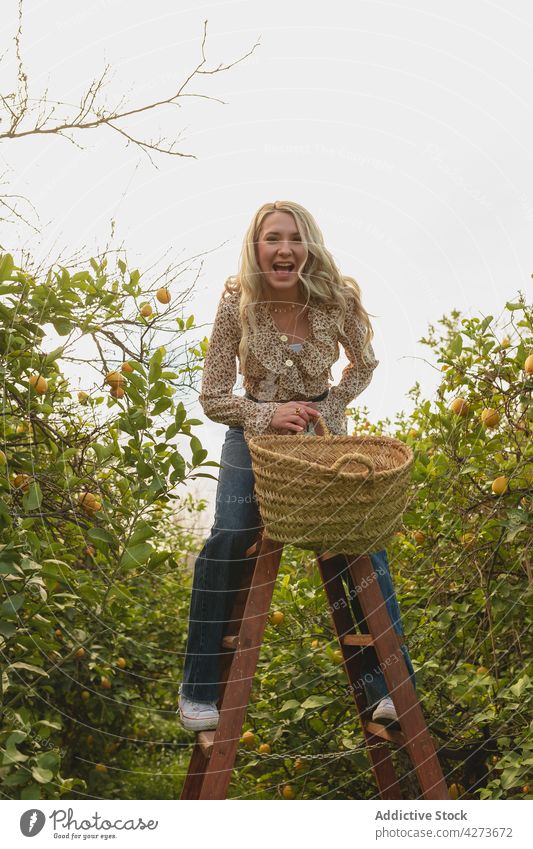 Schreiende Frau auf Leiter im Garten mit Zitronenbäumen schreien Schreien Sie Laufmasche Ernte Frucht Spaß Ackerbau Mund geöffnet expressiv Weide Korb