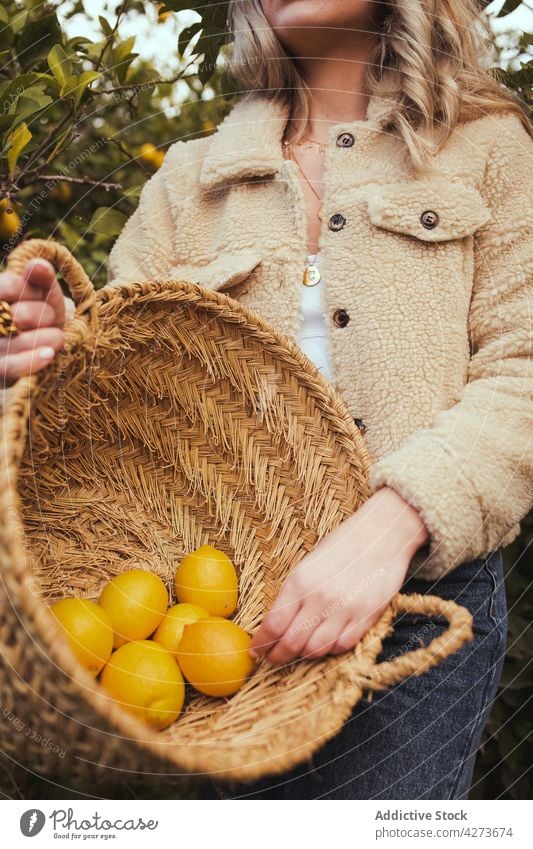 Frau mit Korb mit reifen Zitronen im Garten Ernte Obstgarten Ackerbau Frucht abholen Weide Schonung Pflanze Landschaft ländlich vegetieren wachsen kultivieren