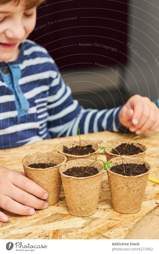 Ein Kind pflanzt einen Setzling in einen Öko-Becher mit Erde Pflanze Keimling Tasse Boden Gartenarbeit kultivieren natürlich schaufeln Tisch verschütten Kelle