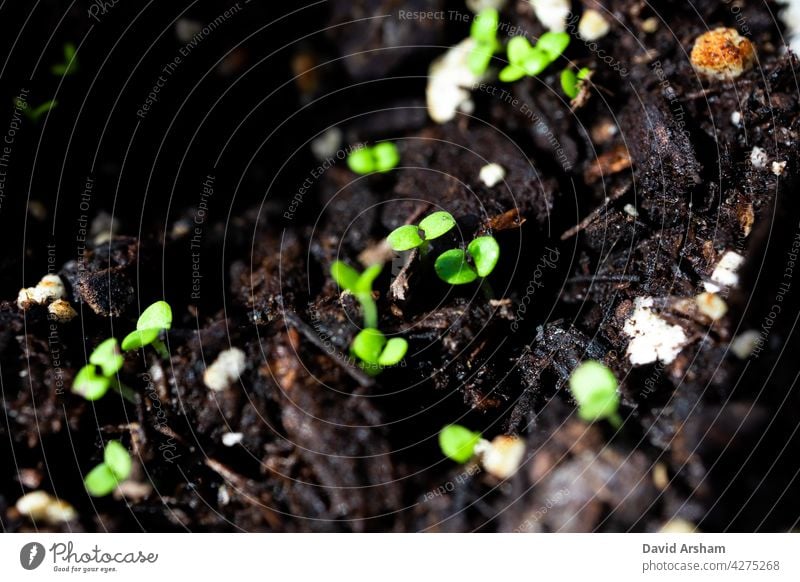 Makro Nahaufnahme von Tops der Gruppe von neuen Basilikum Sämlinge in Dirt genuesisch Genovese-Basilikum Ocimum basilicum süßes Basilikum Wachstum Gartenarbeit