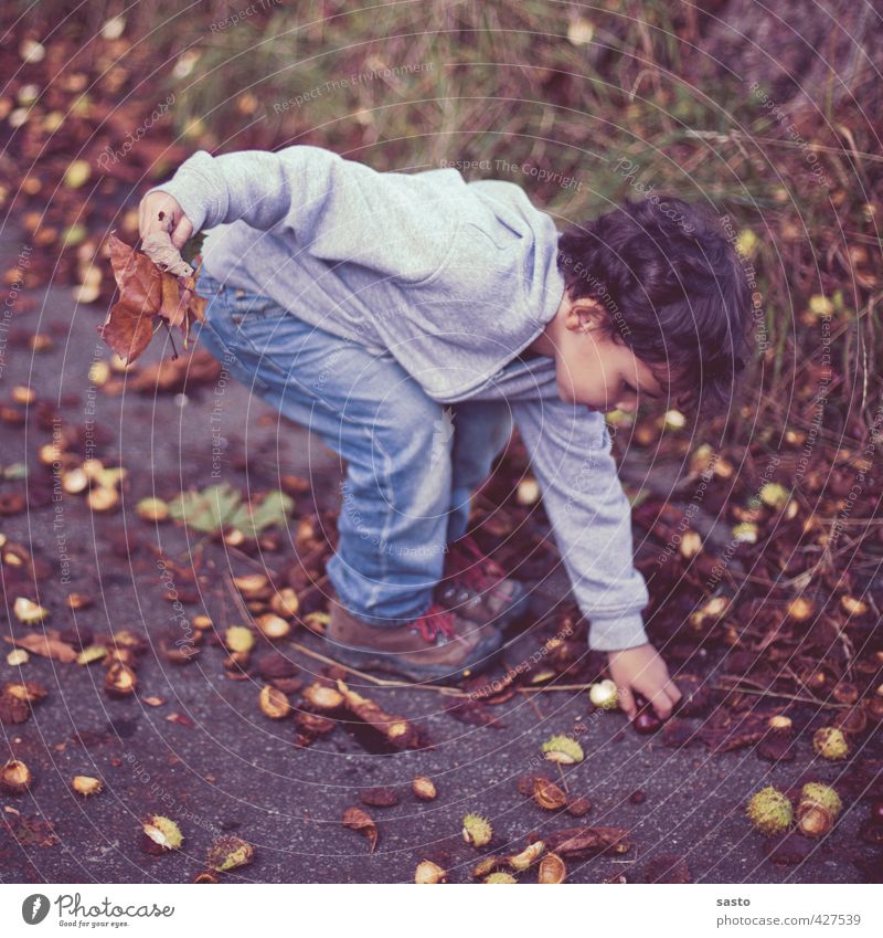 sammeln Kind Junge Kindheit Leben 1 Mensch 3-8 Jahre Umwelt Natur Herbst Freude Kastanie Sammlung heben Farbfoto Außenaufnahme Ganzkörperaufnahme
